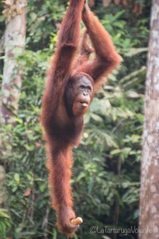 Borneo-orango-relax.jpg