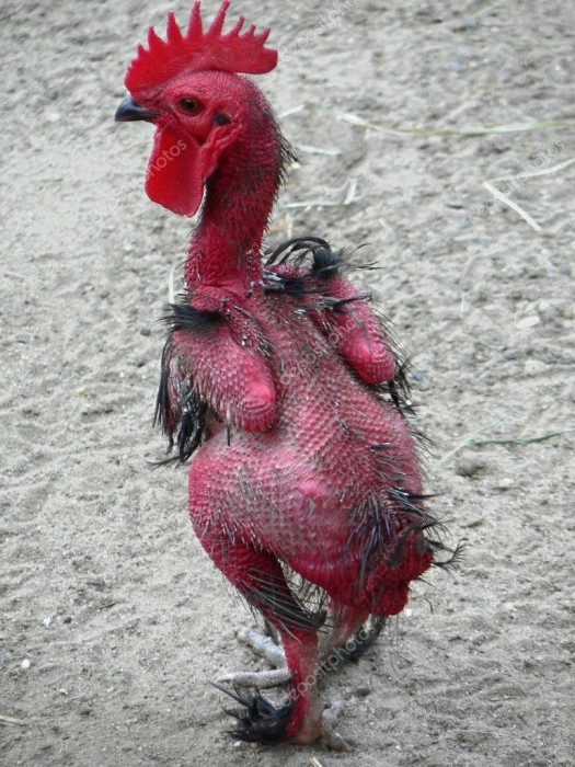 plucked-chicken.jpg