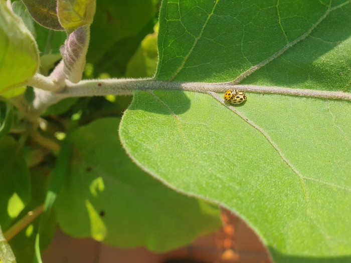 Propylea quatordicempunctata che fanno l'amore